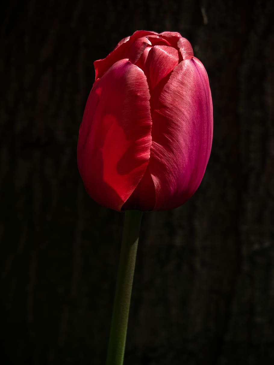 tulipes vermells, planta, flor, rosa, tulipa, EUA, granja roozengaarde, la conner, estat de Washington, rosella, gerani, iris, brollar, brot, pètal, safrà, fotografia, foto, primavera, clavell, gota, planta amb flors, frescor, bellesa a la natura, fragilitat, vulnerabilitat, primer pla, inflorescència, cap de flor, vermell, tija de la planta, naturalesa, creixement, centrar-se en primer pla, cap gent, tir de l'estudi, fons negre, sepal, 5K