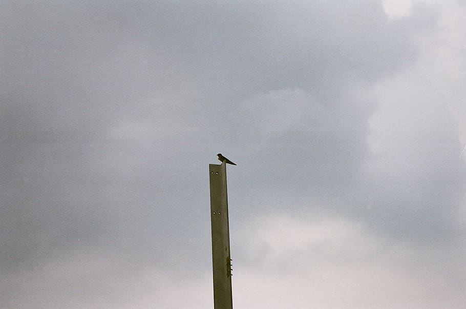posat d’ocells, biga metàl·lica, núvols, la llum del dia, naturalesa, perca, pol, escènic, cel, ocell petit, núvol - cel, ocell, animal, vertebrats, temes d'animals, vista d’angle baix, cap gent, animals a la natura, fauna animal, un animal, dia, posat, a l'aire lliure, publicació, núvol, alta - alta, post de fusta, avió, 2K