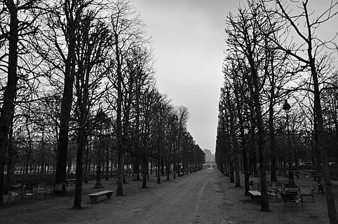 parc, paris, arbre, perspectiva, racionalisme, hivern, malenconia, gris, planta, arbre nu, cel, naturalesa, el camí a seguir, cap gent, direcció, tranquil·litat, en fila, treelined, dia, tronc de l'arbre, tronc, sendera, a l'aire lliure, escena tranquil·la, perspectiva decreixent, bellesa a la natura, branca, 2K, CC0, domini públic, lliure de regalies