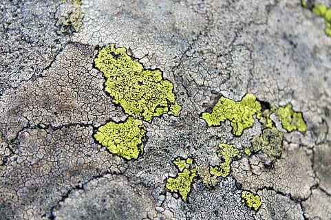 muschio verde, Vitosha, Bulgaria, superficie, marciapiede, passerella, sentiero, muschio, suolo, giallo, mappa di pietra, asfalto, pianta, flora, pietra, zolfo, struttura, superficie strutturata, vulcanico, strutturato, screpolato, fotogramma intero, nessuno, modello, sfondi, giorno, natura, ambiente, avvicinamento, problemi ambientali, all'aperto, ruvido, crescita, vista dall'alto, messa a fuoco selettiva, modello naturale, asciutto, siccità, clima, effetto strutturato, clima arido, lichene, calcestruzzo, 2K, CC0, dominio pubblico, privo di copyright