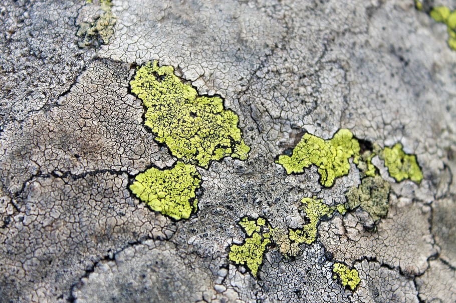 molsa verda, vitosha, bulgària, superfície, vorera, passarel·la, Camí, paviment, molsa, sòl, groc, mapa de pedra, asfalt, planta, flora, pedra, sofre, textura, superfície texturada, volcànica, esquerdat, marc complet, cap gent, patró, fons, dia, naturalesa, medi ambient, primer pla, qüestions ambientals, a l'aire lliure, aspre, creixement, vista d’angle alt, enfocament selectiu, patró natural, sec, sequera, clima, efecte texturat, clima àrid, liquen, concret, 2K