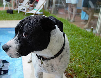 strap, human, person, canine, mammal, pet, animal, dog, leash, slate, shorts, apparel, clothing, grass, plant, machine, spoke, flagstone, hound, terrier, domestic, pets, one animal, domestic animals, animal themes, vertebrate, focus on foreground, looking, looking away, close-up, no people, day, collar, pet collar, outdoors, animal head, 4K, CC0, public domain, royalty free