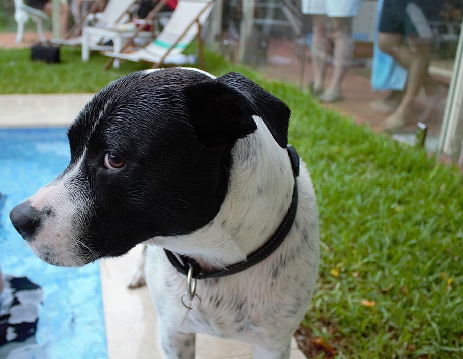 strap, human, person, canine, mammal, pet, animal, dog, leash, slate, shorts, apparel, clothing, grass, plant, machine, spoke, flagstone, hound, terrier, domestic, pets, one animal, domestic animals, animal themes, vertebrate, focus on foreground, looking, looking away, close-up, no people, day, collar, pet collar, outdoors, animal head, 4K