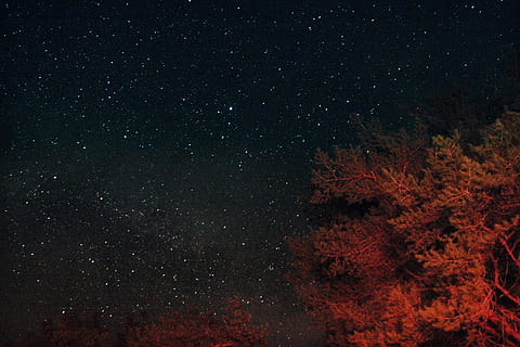 red, leafed, tree wallapper, night, astronomy, universe, space, outer space, outdoors, nebula, galaxy, star, tree, sky, illuminated, dark, brown, camping, hills, beauty in nature, star - space, no people, nature, scenics - nature, tranquility, tranquil scene, star field, low angle view, full frame, growth, infinity, milky way, space and astronomy, 4K, CC0, public domain, royalty free