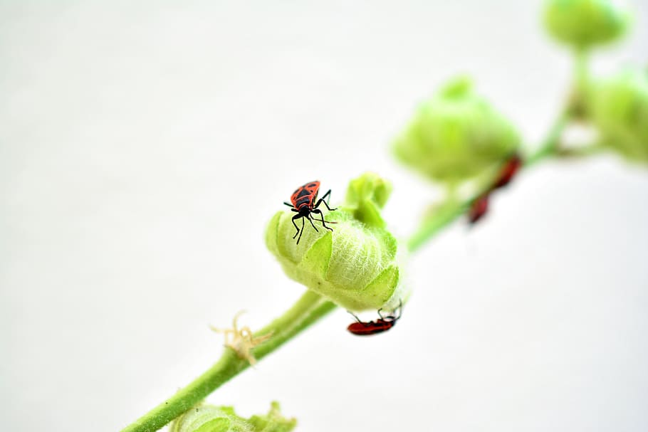 error de foc, insecte, vermell, escarabat, error, animal, foto d’insectes, jardí, món animal, malva, brot, naturalesa, invertebrat, temes d'animals, fauna animal, animals a la natura, un animal, primer pla, planta, color verd, part de la planta, full, cap gent, formiga, centrar-se en primer pla, a l'aire lliure, dia, frescor, enfocament selectiu, petit, rastreig, 5K