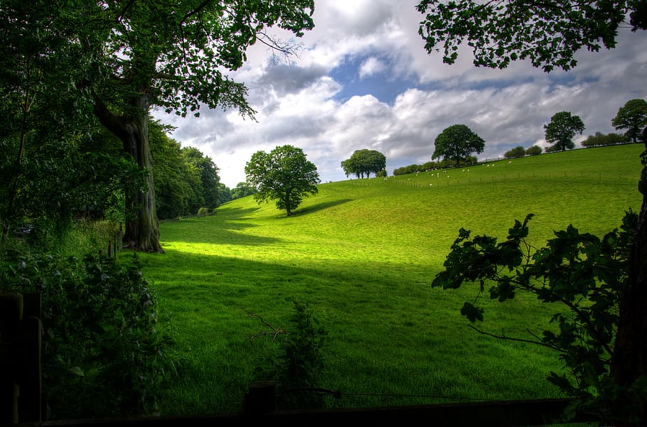 vert, colline, arbre, blanc, des nuages, bleu, ciel, jour, champ, herbe, paysage, la nature, des arbres, plante, couleur verte, nuage - ciel, scène tranquille, beauté dans la nature, croissance, tranquillité, paysages - nature, terre, personne, journée, environnement, feuillage luxuriant, feuillage, en plein air, 4K
