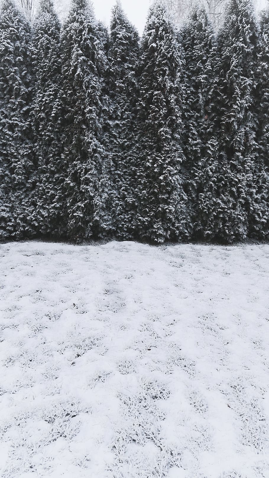 borovice, sněhové pole, strom, rostlina, abies, jedle, jehličnatý strom, smrk, venku, led, sníh, zimní, mráz, bílý, Studený, nedotčené, chladně, Černá, kontrast, zing, stromy, studená teplota, nikdo, den, krytina, Příroda, bílá barva, krása v přírodě, klid, zamrzlý, přistát, pole, scenics - příroda, růst, hluboký sníh, extrémní počasí, sněží, vánice, 2K