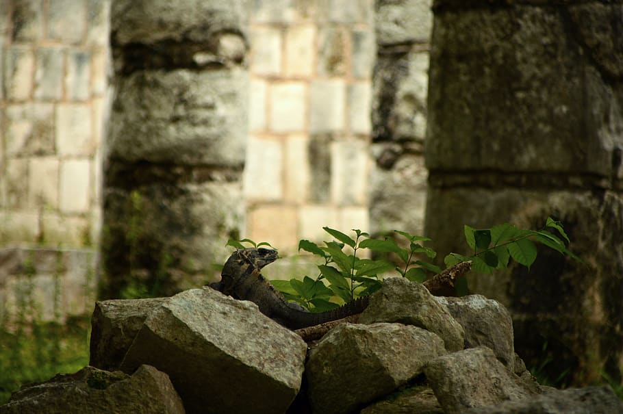 llangardaix, piràmides, Maya, mexicà, piràmide, arquitectura, arqueologia, yucatan, cultura, cancun, turisme, civilització, chichen-itza, història, ruïnes, ruïna, temple, vell, biologia, animal, sòlid, estructura construïda, centrar-se en primer pla, cap gent, dia, naturalesa, planta, rock, el passat, a l'aire lliure, rock - object, funció de construcció de parets, material de pedra, full, primer pla, part de la planta, creixement, paret de pedra, concret, 5K