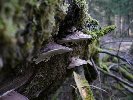 champignon, plante, træ, bagagerum, tæt på, træstamme, vækst, mos, ingen mennesker, natur, selektiv fokusering, dag, svamp, tekstureret, fokus på forgrunden, skønhed i naturen, træ - materiale, bark, udendørs, jord, paddehat, 4K, CC0, offentligt domæne, royaltyfrie