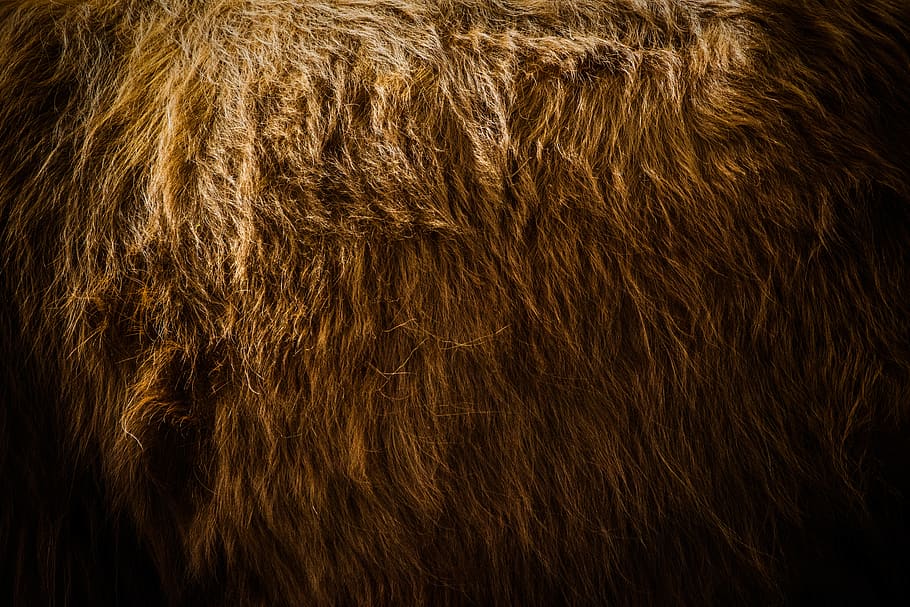 pell marró, pell, wezep, textura, cabell, muntanyenc escocès, vaca, animal, mamífer, ós marró, suportar, vida salvatge, textura del cabell, pèl daurat, primer pla, daurat, explorar, cabell texturat, mascota, gat, bisons, marró, pèl d’animals, temes d'animals, un animal, marc complet, cap gent, part del cos dels animals, fons, fauna animal, animals domèstics, vertebrats, pell d’animals, animals a la natura, bellesa, naturalesa, suavitat, pentinat, fons negre, 5K
