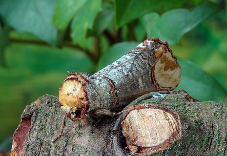 Buff Tipp, Motte, Flügel, Insekt, Natur, Antennen, Metamorphose, Muster, Entomologie, Fehler, wild, zart, Insekten, tarnen, batesianische Mimikry, Nahansicht, Baum, Holz - Material, keine Leute, Fokus auf den Vordergrund, Tag, Pflanze, Lebensmittel, Baumstamm, draußen, Kofferraum, Bauholz, texturiert, Essen und Trinken, Log, Holz, Land, Wald, grüne Farbe, Borke, 4K, CC0, gemeinfrei, lizenzfrei