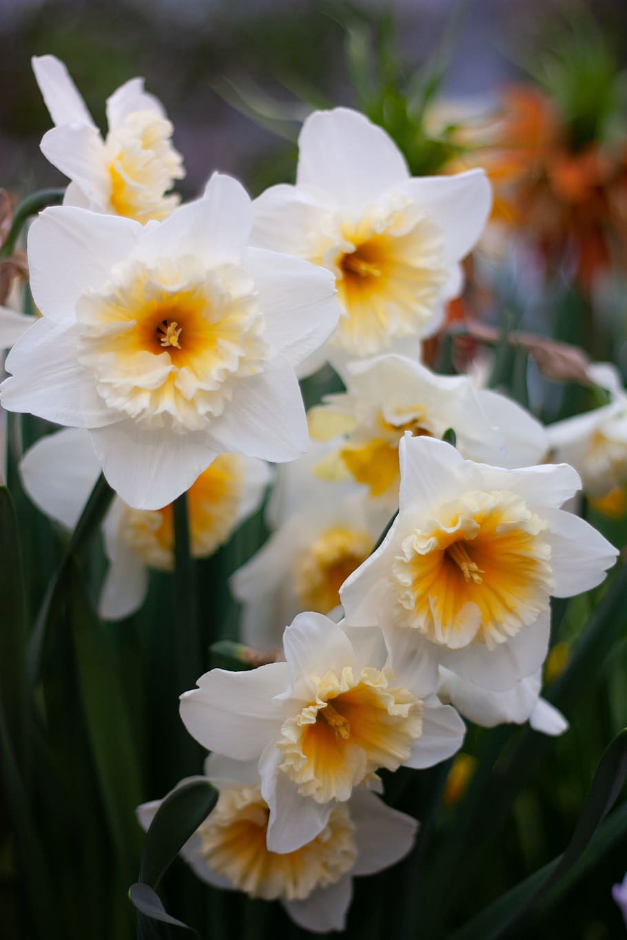Narciso, fiore, primavera, giardino, giunchiglie, bianca, flora, natura, pianta fiorita, fragilità, petalo, vulnerabilità, freschezza, pianta, bellezza nella natura, infiorescenza, testa di fiore, crescita, avvicinamento, Colore bianco, nessuno, polline, giorno, concentrarsi sulle conoscenze acquisite, giallo, all'aperto, 4K