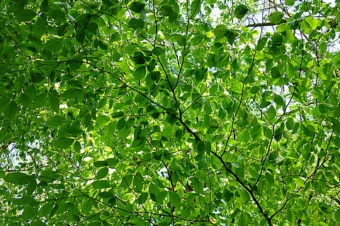 leaf, foliage, branch, tree, green, texture, pattern, summer, green color, plant, growth, plant part, full frame, beauty in nature, nature, no people, backgrounds, day, low angle view, outdoors, tranquility, freshness, sunlight, lush foliage, 4K, CC0, public domain, royalty free