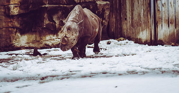 rinoceront gris, vida salvatge, animal, mamífer, zoo, rinoceront, neu, Àfrica, naturalesa, animals, hiena, hipopòtam, Warthog, zebra, alpaca, llama, alces, elk, cérvol, mandros, temes d'animals, fauna animal, temperatura de fred, un animal, hivern, cap gent, vertebrats, animals a la natura, animals domèstics, dia, bestiar, camp, herbívors, nacional, de peu, 5K, CC0, domini públic, lliure de regalies