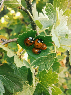 lady bug, list, rostlinné části, hmyz, bezobratlý, rostlina, zvířat, zvířata ve volné přírodě, zvíře, brouk, zelená barva, slunéčko sedmitečné, Příroda, detail, růst, jednoho zvířete, den, nikdo, krása v přírodě, venku, malý, 2K, CC0, veřejná doména, bez autorských práv