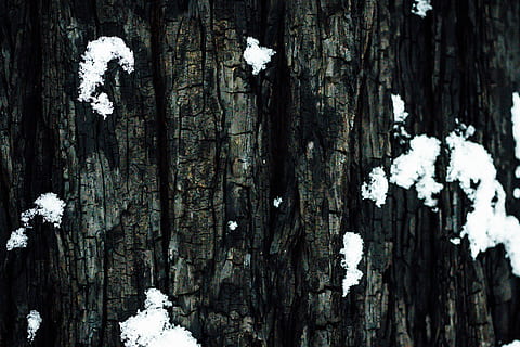 copac, pădure, textură, ars, zăpadă, iarnă, yosemite, lemn rosu, model, latra, plantă, trompă, trunchi de copac, culoare alba, natură, temperatura rece, lemn - material, nici o persoana, a închide, zi, teren, texturată, în aer liber, frumusețe în natură, creştere, să se concentreze asupra primelor elemente, lichen, 5K, CC0, domeniu public, fără drepturi de autor