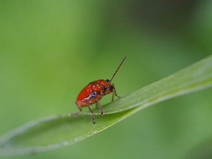 insecte, error, escarabat, naturalesa, vida salvatge, animal, delicada, a l'aire lliure, Marieta, branca, petit, macro, invertebrat, temes d'animals, fauna animal, un animal, animals a la natura, part de la planta, full, color verd, primer pla, planta, cap gent, enfocament selectiu, zoologia, dia, vermell, 4K, CC0, domini públic, lliure de regalies