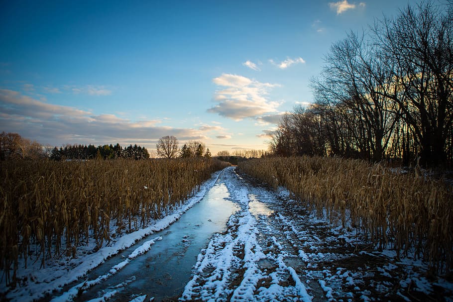 desiderato, sentiero, la neve, accanto, alberi, erbe, freddo, Mais, colture, luce del giorno, azienda agricola, brina, gelido, congelato, ghiaccio, ghiacciato, paesaggio, fangoso, natura, strada, panoramico, nevoso, acqua, tempo metereologico, bagnato, inverno, cielo, la tranquillità, pianta, scena tranquilla, temperatura fredda, scenics - natura, nuvola - cielo, albero, nessuno, bellezza nella natura, campo, terra, la strada davanti, direzione, ambiente, prospettiva decrescente, all'aperto, 5K