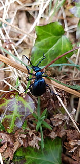 escarabat, error, insecte, heura, bracken, fauna animal, animal, planta, temes d'animals, animals a la natura, part de la planta, un animal, full, invertebrat, naturalesa, dia, color negre, creixement, cap gent, primer pla, menjar, centrar-se en primer pla, color verd, enfocament selectiu, a l'aire lliure, 4K, CC0, domini públic, lliure de regalies