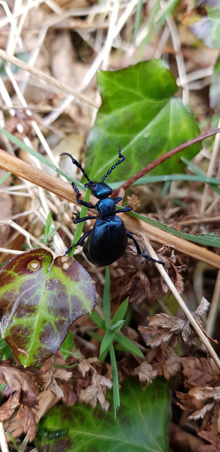 escarabat, error, insecte, heura, bracken, fauna animal, animal, planta, temes d'animals, animals a la natura, part de la planta, un animal, full, invertebrat, naturalesa, dia, color negre, creixement, cap gent, primer pla, menjar, centrar-se en primer pla, color verd, enfocament selectiu, a l'aire lliure, 4K