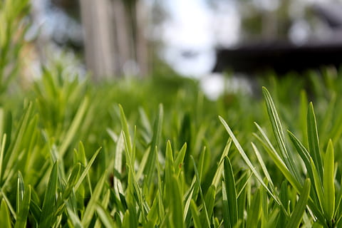 foto ravvicinata, verde, leafed, piante, avvicinamento, ambiente, campo, erba, crescita, prato, lussureggiante, all'aperto, torba, cortile, pianta, colore verde, natura, bellezza nella natura, messa a fuoco selettiva, nessuno, giorno, terra, paesaggio, la tranquillità, concentrarsi sulle conoscenze acquisite, agricoltura, freschezza, scena rurale, filo d'erba, livello di superficie, 2K, CC0, dominio pubblico, privo di copyright