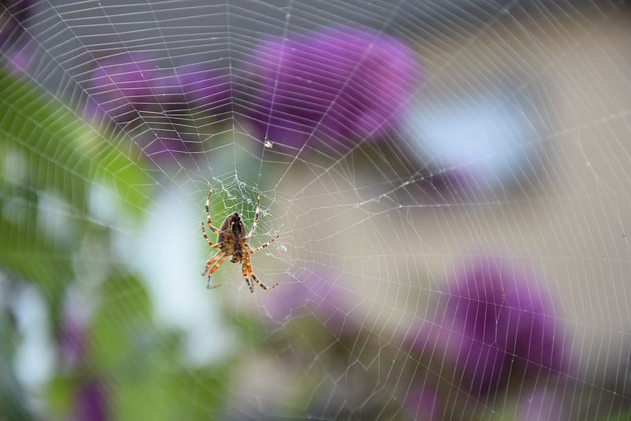spin-, web, have, edderkoppespind, hvirvelløse, skrøbelighed, arachnid, insekt, dyre temaer, edderkop, dyr i naturen, dyr, leddyr, dyreliv, tæt på, et dyr, sårbarhed, fokus på forgrunden, ingen mennesker, dag, zoologi, skønhed i naturen, natur, dyr ben, udendørs, lilla, kompleksitet, 5K