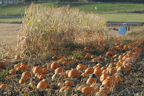 parche, calabaza, Fruta, naturaleza, campo, tierra, crecimiento, planta, comida, día, nadie, vegetal, comida y bebida, agricultura, centrarse en primer plano, hongo, belleza en la naturaleza, seta, paisaje, al aire libre, tranquilidad, de cerca, ambiente, seta venenosa, 1080P, CC0, dominio público, libre de derechos