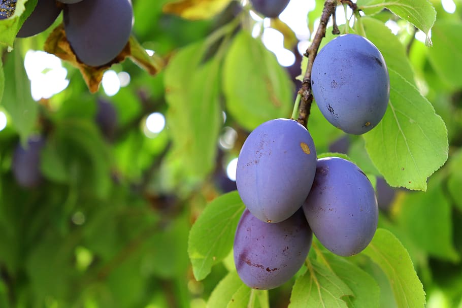 pruna, fruita, branca, arbre fruiter, horta, collita, tardor, saludable, dolç, bio, planta, creixement, menjar i beguda, alimentació saludable, frescor, menjar, color verd, primer pla, full, arbre, part de la planta, centrar-se en primer pla, naturalesa, dia, cap gent, benestar, penjant, bellesa a la natura, agricultura, madur, a l'aire lliure, porpra, elaboració de vins, plantació, 5K