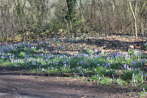primavera, fiori, foresta, croco, fiore primaverile, fiori di primavera, albero, pianta, fiore, crescita, pianta fiorita, terra, bellezza nella natura, natura, nessuno, giorno, campo, freschezza, concentrarsi sulle conoscenze acquisite, la tranquillità, viola, all'aperto, vulnerabilità, fragilità, scena tranquilla, letto di fiori, 5K, CC0, dominio pubblico, privo di copyright