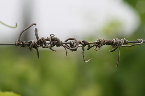 şarap, üzüm bağı, sarmiento, vino, asma çekimi, vid, viña, Vinedo, uvas, üzüm, Demet, arka plan bulanıklık, fondo difuminado, doğa, naturaleza, kapatmak, tel, metal, seçici odak, insansız, ön plana odaklanmak, koruma, güvenlik, dikenli tel, Emniyet, gün, bitki, çit, paslı, keskin, açık havada, bariyer, sınır, büyüme, 4K, CC0, kamu malı, telif ücretsiz