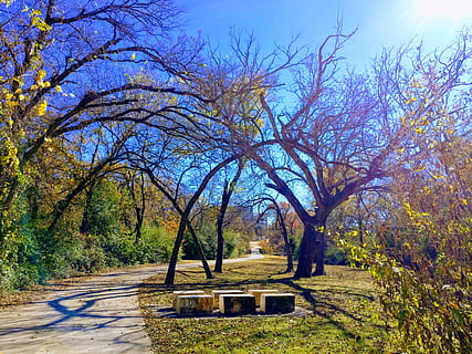 vuoto, panchina, alto, alberi, rami, luce del giorno, ambiente, flora, erba, paesaggio, natura, Parco Naturale, parco, alberi di pino, strada, scena, scenario, panoramico, stagione, luce del sole, albero, legna, pianta, nessuno, giorno, cielo, autunno, architettura, bellezza nella natura, ramo, crescita, la tranquillità, terra, all'aperto, struttura costruita, mezzi di trasporto, scena tranquilla, scenics - natura, modificare, 4K, CC0, dominio pubblico, privo di copyright