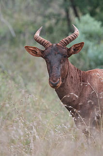 cérvol marró, mamífer, animal, vida salvatge, antílop, impala, bongo, elk, cérvol, cabra, gasela, ocell, aus aquàtiques, toro, cabra de muntanya, ramat, Longhorn, planta, vegetació, arbust, herba, temes d'animals, un animal, fauna animal, animals a la natura, dia, vertebrats, animals domèstics, centrar-se en primer pla, marró, cap gent, naturalesa, herbívors, cornut, camp, terra, a l'aire lliure, primer pla, cap d’animals, 4K, CC0, domini públic, lliure de regalies