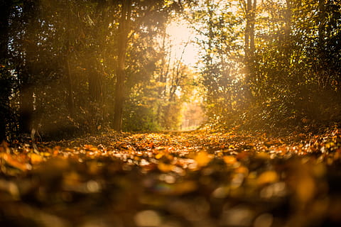 brown, dried, leaved, trees, forest, path, pathway, way, tree, autumn, sunlight, plant, land, nature, leaf, plant part, selective focus, sunbeam, tranquility, beauty in nature, sun, day, lens flare, tranquil scene, woodland, change, no people, outdoors, surface level, brightly lit, 5K, CC0, public domain, royalty free