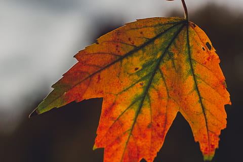 lønnbladet, fallblad, falle, regnbue, blad, løvtre, natur, organisk, blader, plante del, høst, endring, nærbilde, oransje farge, skjønnhet i naturen, fokusere på forgrunnen, bladvein, ingen folk, dag, naturlig mønster, anlegg, utendørs, lønneblad, sårbarhet, rød, tre, naturlig tilstand, 2K, CC0, offentlig domene, opphavsrett gratis
