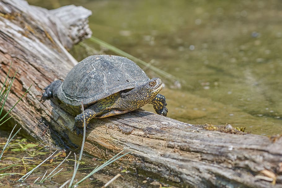 skildpadde, stamme, vand, træ, solbadning, krybdyr, flod, farvande, dyreliv, dyr, dyre temaer, dyr i naturen, et dyr, hvirveldyr, ingen mennesker, natur, tæt på, dag, skal, fokus på forgrunden, dyreskal, træ - materiale, udendørs, padde, marine, 5K