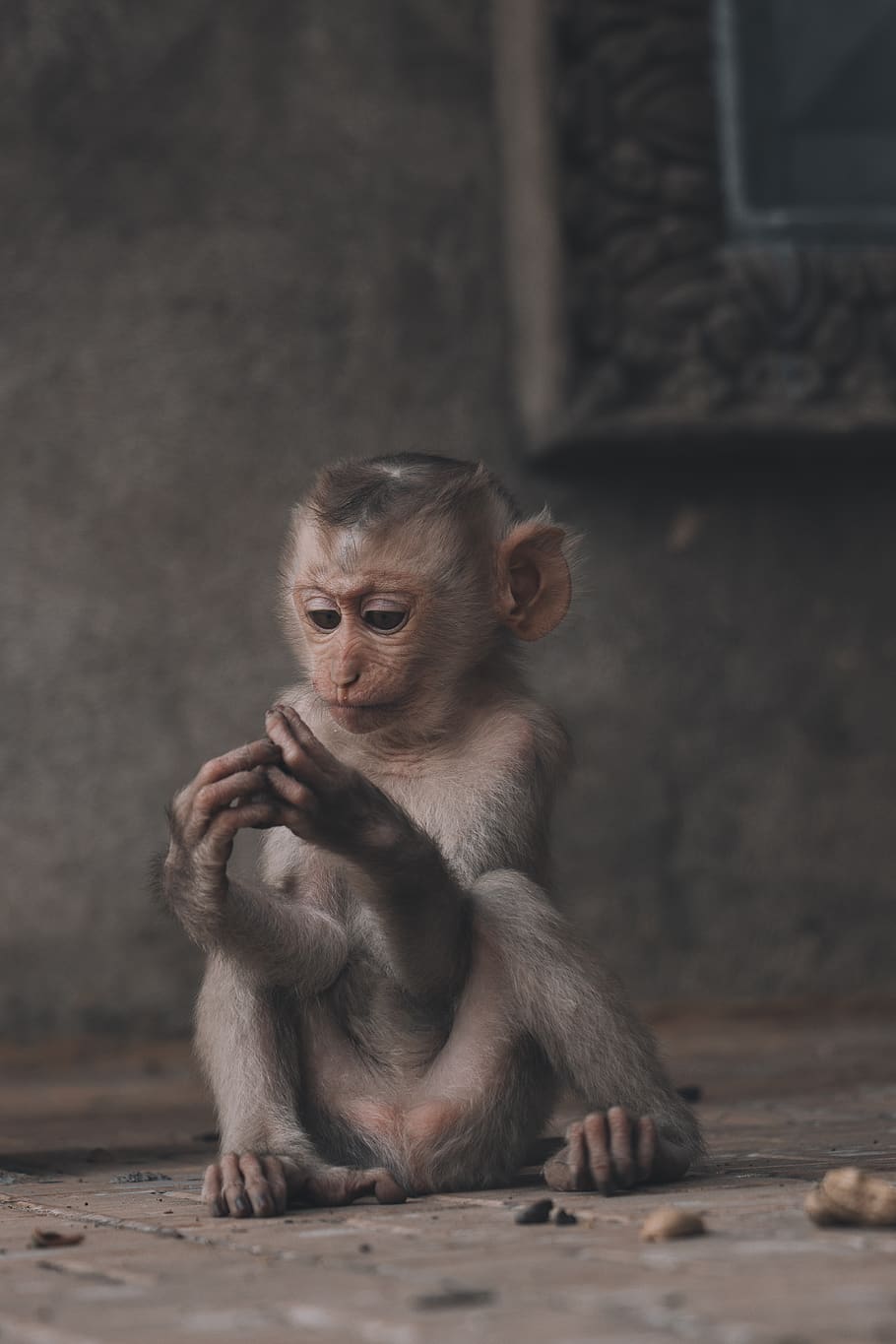 abe, sidder, etage, dyreliv, pattedyr, dyr, bavian, orangutang, løve, spise, mad, hvirvelløse, edderkop, arachnid, elefant, vej, bjerg, natur, udendørs, cookie, primat, dyr i naturen, et dyr, hvirveldyr, fokus på forgrunden, ungt dyr, ung, dag, baby, mennesker, leder, kigger væk, zoologi, dyre familie, 4K