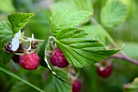 raspberry, close up, leaf, green, leaves, plant, summer, flora, fresh, healthy, red, fruit, nature, sweet, berries, juicy, fruits, plant part, food, food and drink, healthy eating, freshness, close-up, berry fruit, growth, green color, beauty in nature, focus on foreground, day, no people, wellbeing, outdoors, ripe, 5K, CC0, public domain, royalty free