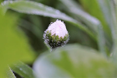 sedmikráska, dewdrop, Zavřeno, makro, rostlina, kvetoucí rostlina, květ, detail, krása v přírodě, svěžest, křehkost, zranitelnost, růst, selektivní zaměření, Příroda, list, rostlinné části, okvětní lístek, nikdo, květu hlavy, zelená barva, květenství, den, venku, nachový, jaro, rosa, sepal, 2K, CC0, veřejná doména, bez autorských práv