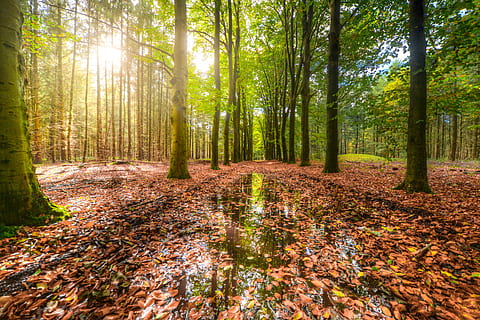 verd, bosc, cos, aigua, cobert, marró, sec, fulles, la llum del dia, medi ambient, herba, orientació, paisatge, molsa, natural, naturalesa, a l'aire lliure, parc, Camí, reflexions, escènic, llum solar, arbres, troncs, humit, boscos, arbre, terra, planta, tranquil·litat, tronc de l'arbre, bellesa a la natura, tardor, tronc, escenics - natura, escena tranquil·la, part de la planta, creixement, full, dia, escena no urbana, cap gent, canvi, fusta, brillant, 5K, CC0, domini públic, lliure de regalies
