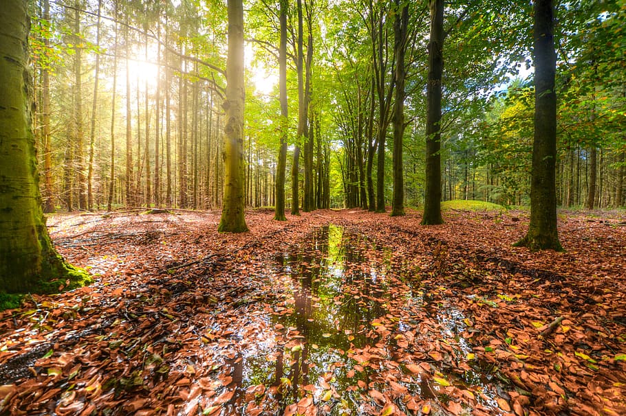 verd, bosc, cos, aigua, cobert, marró, sec, fulles, la llum del dia, medi ambient, herba, orientació, paisatge, molsa, natural, naturalesa, a l'aire lliure, parc, Camí, reflexions, escènic, llum solar, arbres, troncs, humit, boscos, arbre, terra, planta, tranquil·litat, tronc de l'arbre, bellesa a la natura, tardor, tronc, escenics - natura, escena tranquil·la, part de la planta, creixement, full, dia, escena no urbana, cap gent, canvi, fusta, brillant, 5K