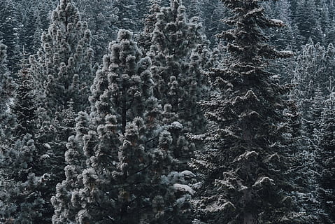 sne, dækket, fyrretræer, plante, træ, gran, abies, nåletræ, fyrretræ, Forenede Stater, nord lake tahoe, lake tahoe, natur, is, udendørs, vinter, tæppe, grøn, træer, tyk, Skov, fuld ramme, baggrunde, ingen mennesker, ro, skønhed i naturen, dag, mønster, tekstureret, jord, klippe, rolig scene, grå, vækst, scenics - natur, 4K, CC0, offentligt domæne, royaltyfrie