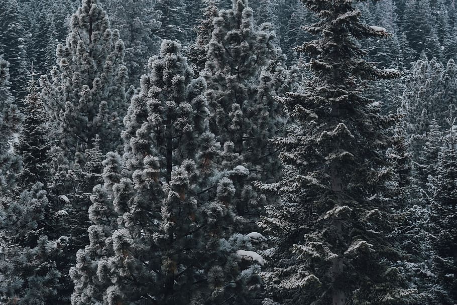 sne, dækket, fyrretræer, plante, træ, gran, abies, nåletræ, fyrretræ, Forenede Stater, nord lake tahoe, lake tahoe, natur, is, udendørs, vinter, tæppe, grøn, træer, tyk, Skov, fuld ramme, baggrunde, ingen mennesker, ro, skønhed i naturen, dag, mønster, tekstureret, jord, klippe, rolig scene, grå, vækst, scenics - natur, 4K