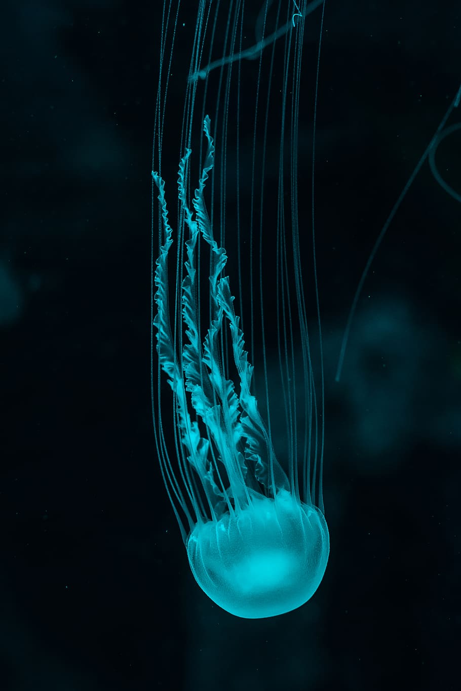 meduses blanques, meduses, sota l'aigua, aigua, nedar, marí, la vida marina, mar, invertebrat, temes d'animals, animals a la natura, submarí, cap gent, tentacle, animal, fauna animal, dipòsit, transparent, fons negre, blau, flotant a l'aigua, lluminositat, fons blau, 4K