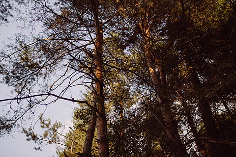 arbre, boscos, bosc, pi, sequoia, americà, cel, branques, planta, vista d’angle baix, creixement, cap gent, naturalesa, tardor, tranquil·litat, bellesa a la natura, dia, branca, a l'aire lliure, canvi, tronc de l'arbre, tronc, terra, escenics - natura, alta - alta, copa de l'arbre, 5K, CC0, domini públic, lliure de regalies