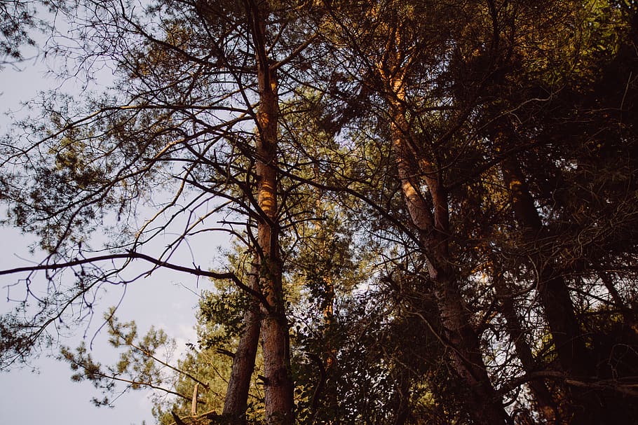 arbre, boscos, bosc, pi, sequoia, americà, cel, branques, planta, vista d’angle baix, creixement, cap gent, naturalesa, tardor, tranquil·litat, bellesa a la natura, dia, branca, a l'aire lliure, canvi, tronc de l'arbre, tronc, terra, escenics - natura, alta - alta, copa de l'arbre, 5K