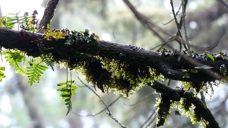 Grün, Wald, Landschaft, Bäume, Baum, Moos, Wälder, idyllisch, Holz, Pfad, Wasser, Dampf, Sonnenaufgang, Licht, sonnig, Laub, gehen, Pflanze, Wachstum, Ast, Schönheit in der Natur, Tag, Natur, Fokus auf den Vordergrund, keine Leute, Flachwinkelansicht, Ruhe, draußen, Nahansicht, selektiver Fokus, Kofferraum, Baumstamm, Sonnenlicht, grüne Farbe, Pflanzenteil, Zweig, Flechte, 2K