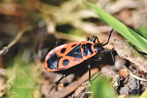 foc bug, gândac, insectă, crawl, roșu, fotografii de insecte, macro, animal, lumea animalelor, animale tematice, animale sălbatice, animale în sălbăticie, nevertebrat, un animal, natură, a închide, plantă, nici o persoana, zi, să se concentreze asupra primelor elemente, selectiv, buburuză, parte a plantelor, frunze, teren, în aer liber, crawling, 4K, CC0, domeniu public, fără drepturi de autor