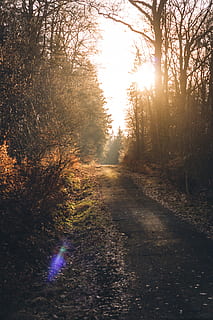 les, lesní cesta, slunce, podsvícení, lensflare, stromy, listy, Příroda, cesta, mystický, osvětlení, nálada, stezka, slunečního světla, atmosféra, strom, rostlina, směr, klid, cesta vpřed, přistát, klidné scény, krása v přírodě, nikdo, pěšina, podzim, nebe, scenics - příroda, mimoměstské scény, odlesk objektivu, růst, venku, změna, perspektiva, Jasný, 4K, CC0, veřejná doména, bez autorských práv