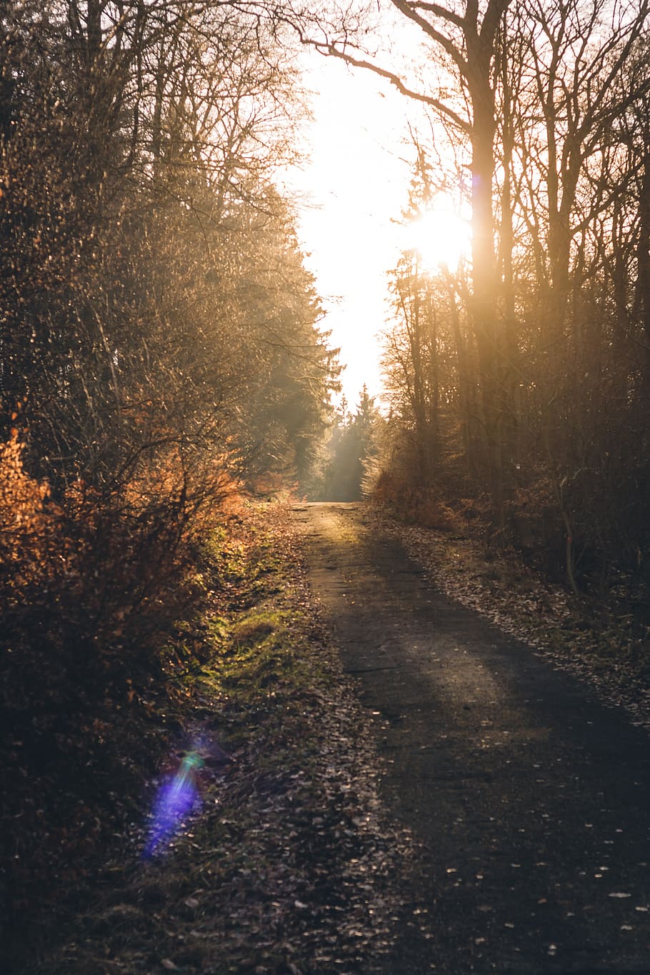 bosc, camí forestal, sol, retroiluminació, lensflare, arbres, fulles, naturalesa, Camí, místic, il·luminació, humor, ruta, llum solar, atmosfera, arbre, planta, direcció, tranquil·litat, el camí a seguir, terra, escena tranquil·la, bellesa a la natura, cap gent, sendera, tardor, cel, escenics - natura, escena no urbana, flare de la lent, creixement, a l'aire lliure, canvi, perspectiva decreixent, brillant, 4K