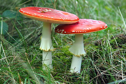 du, raudona, skristi, agarinis, žolė, grybai, grybelis, augalų, daržovių, augimą, maisto, žemės, skrudinti agarinius grybus, krapštukas, pobūdį, lauke, Iš arti, nėra žmonių, žalia spalva, dieną, valgomieji grybai, sutelkti dėmesį į naujas žinias, šviežumas, nuodingas, 4K, CC0, Viešasis domenas, nemokamai